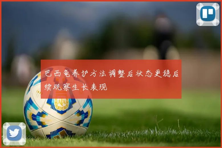 巴西龟养护方法调整后状态更稳后续观察生长表现